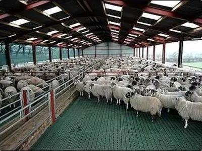 120 دامدار چشم انتظار صدور مجوز «مجتمع دامپروری دیباج »/ اختلاف نظام مهندسی کشاورزی و نظام دامپزشکی دلیل عدم صدور مجوز