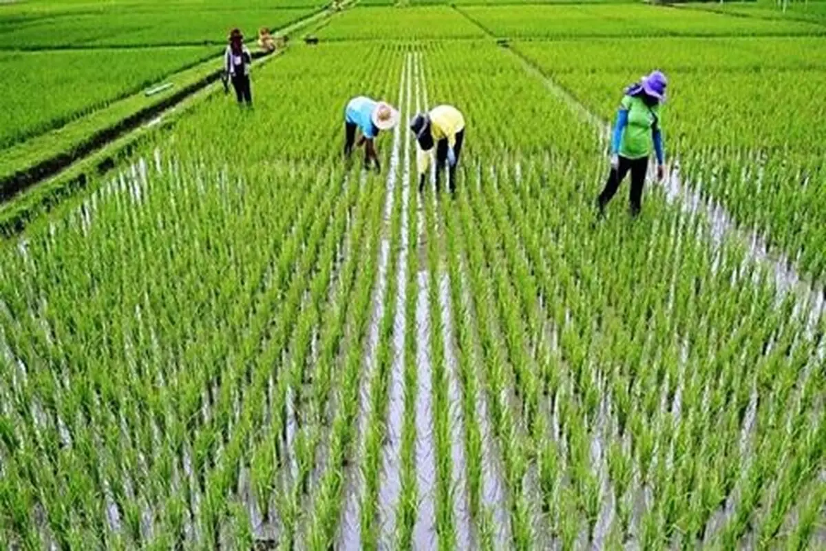 برداشت ۲۰ هزار هکتار از شالیزارهای گیلان/ باران خسارتی نداشته است