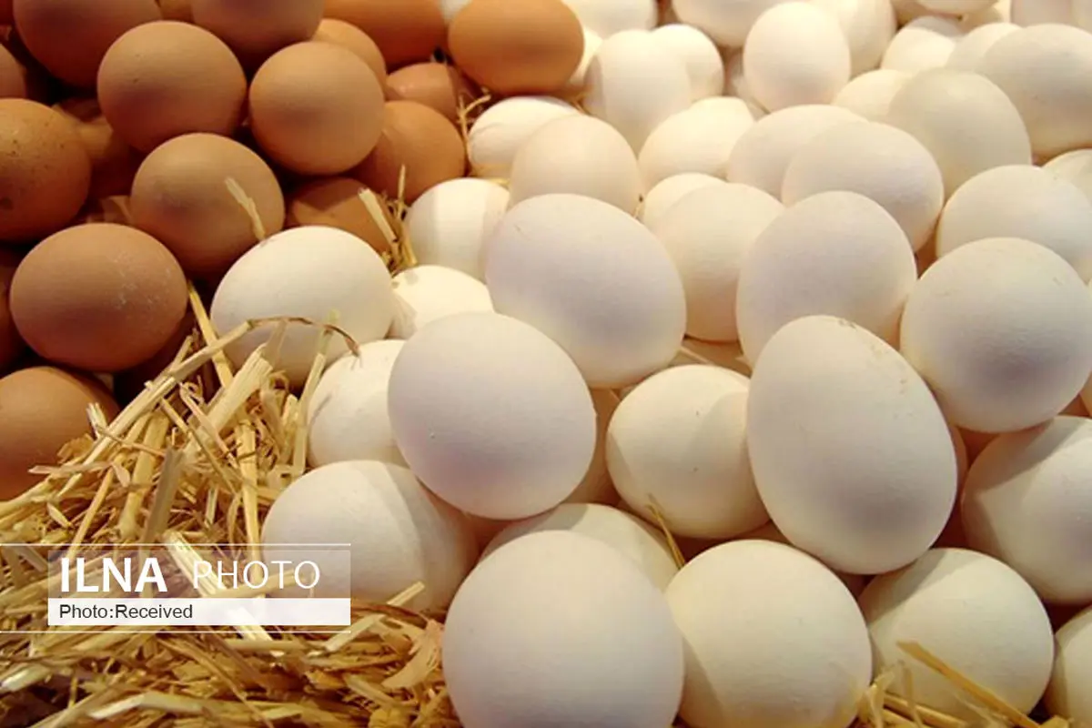 9 هزار تن تخم مرغ در استان قزوین تولید شد