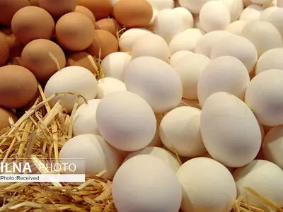 تکذیب افزایش قیمت تخم مرغ/ ماهانه ۱۰ هزار تن مازاد داریم 