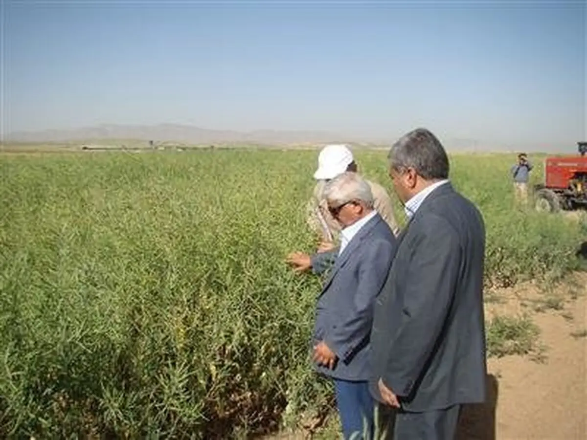 باید در تولید کلزا به سمت خود کفایی پیش برویم