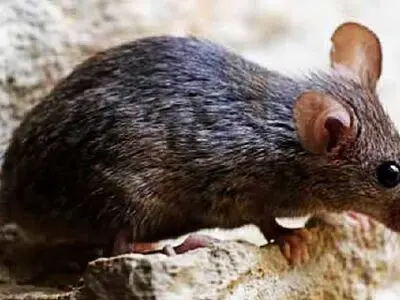 کاهش ۲۰ درصدی تماس‌ شهروندان درباره مزاحمت موش‌‌ها 