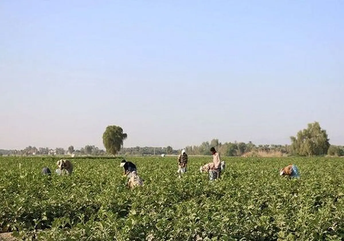 کشت دوم محصولات کشاورزی در استان همدان ممنوع است