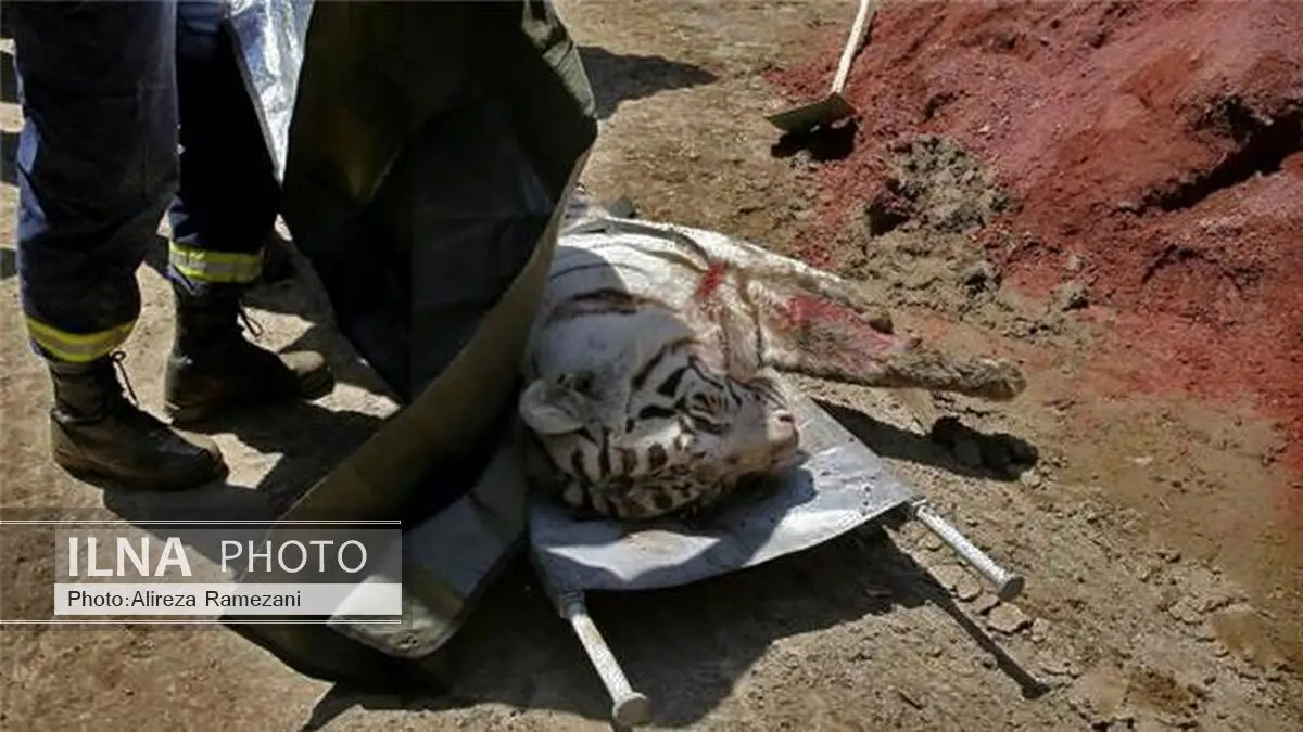 ببر فرار کرده از باغ‌وحش یک نفر را کشت