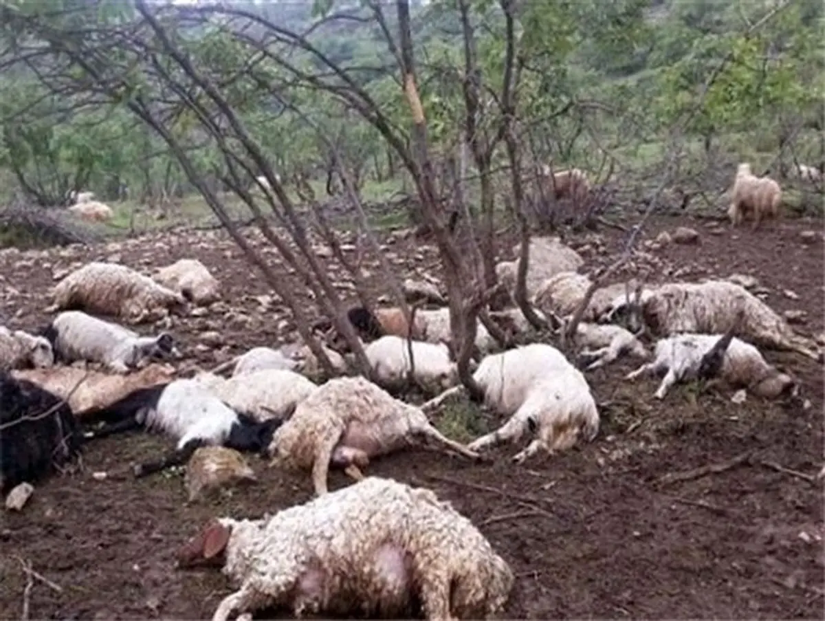 حمله گرگ به گله گوسفندان در روستای توده شیروان