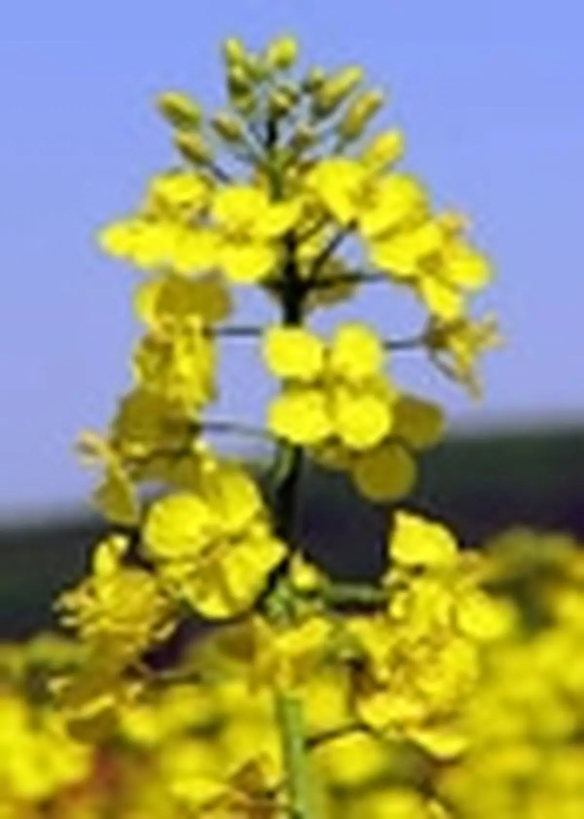 کشت دانه روغنی کلزا در گیلان آغاز شد