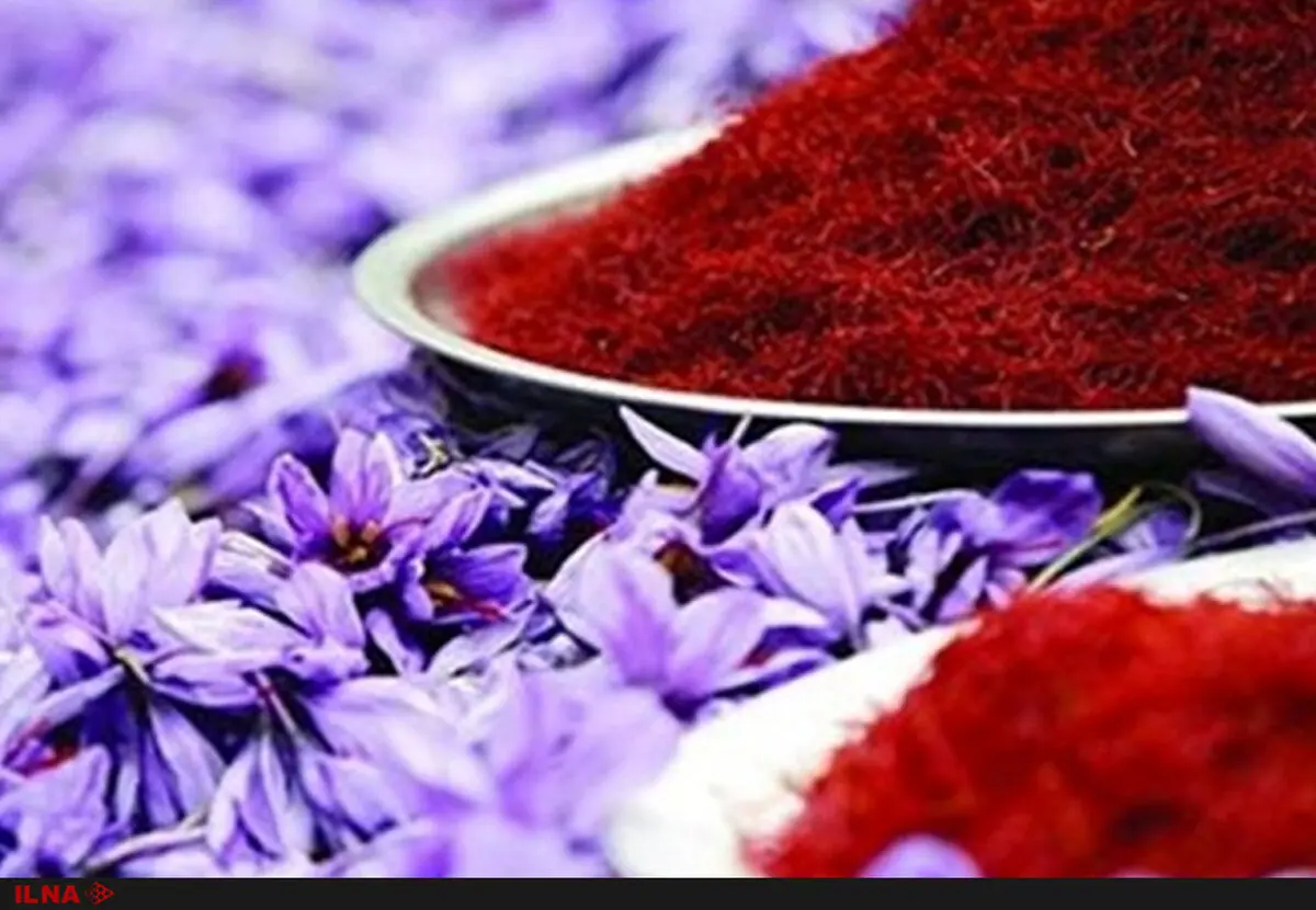 صادرات زعفران با قیمت فعلی دلار منطقی نیست/ دست‌های پشت پرده در قاچاق زعفران نقش دارند/ وزارت صنعت پاسخگو نیست