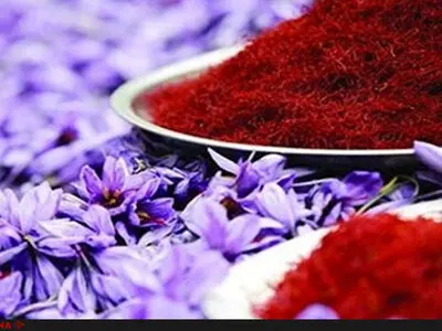 صادرات زعفران با قیمت فعلی دلار منطقی نیست/ دست‌های پشت پرده در قاچاق زعفران نقش دارند/ وزارت صنعت پاسخگو نیست
