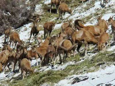 مشکل خاصی در تأمین علوفه زمستانی حیات‌وحش استان مرکزی وجود ندارد / توزیع علوفه یا دانه‌پاشی با اصول حفاظت محیط‌زیست مغایرت دارد 