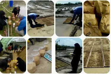 آغاز کشت مقایسه‌ای ارقام برنج در ساری؛ گامی نو در طرح جهش تولید