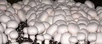 تولید سالانه بیش از ۶ هزار تن قارچ خوراکی در چهارمحال و بختیاری