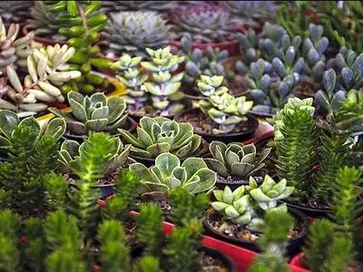 مازندران پیش رو در تولید گل و گیاه گلخانه ای در کشور