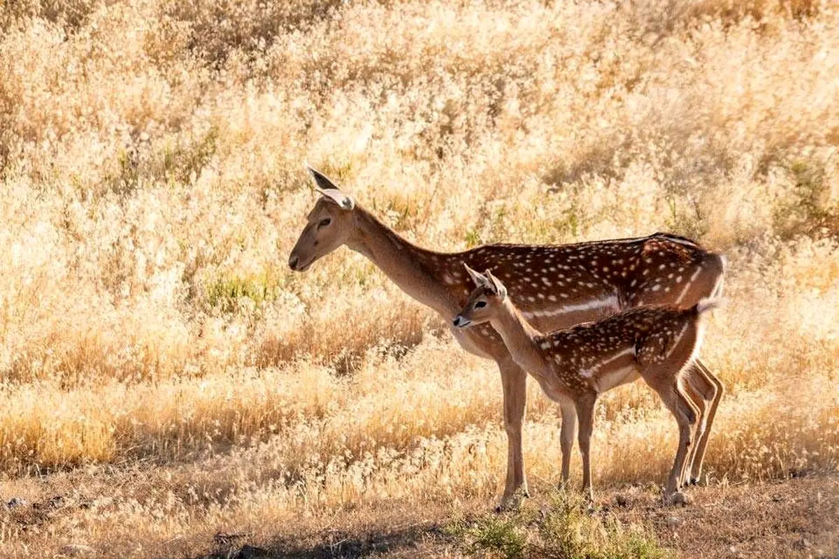 نخستین گوساله گوزن زرد ایرانی متولد شد