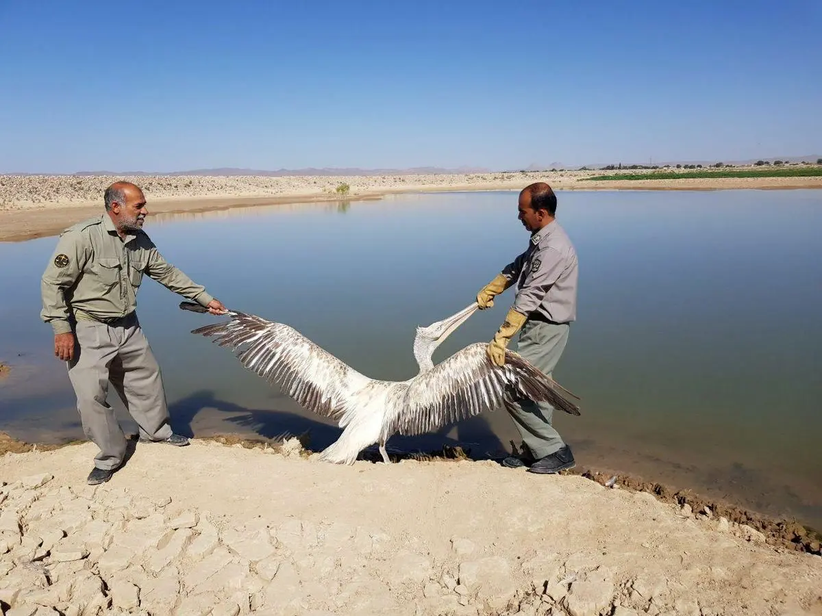 رهاسازی یک قطعه پلیکان در زیستگاه مناسب در شهرستان خاش 