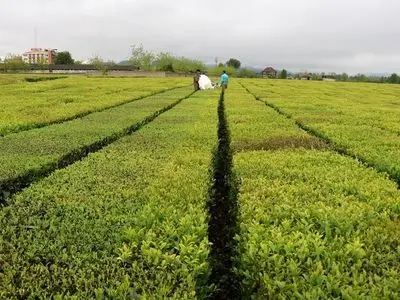 افزایش ۷۰ درصدی نرخ خرید تضمینی برگ سبزچای