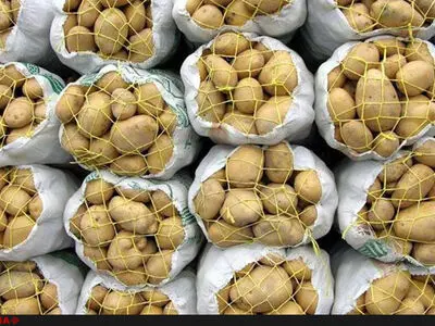 رشد 1300 درصدی قیمت سیب زمینی