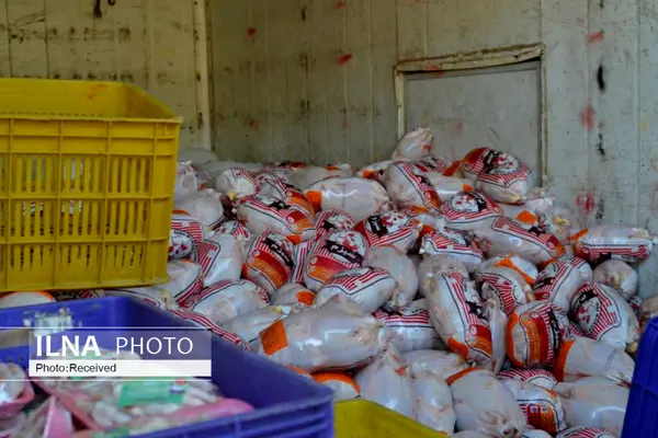 توزیع ۶۵ تن مرغ منجمد در سطح استان توزیع شد