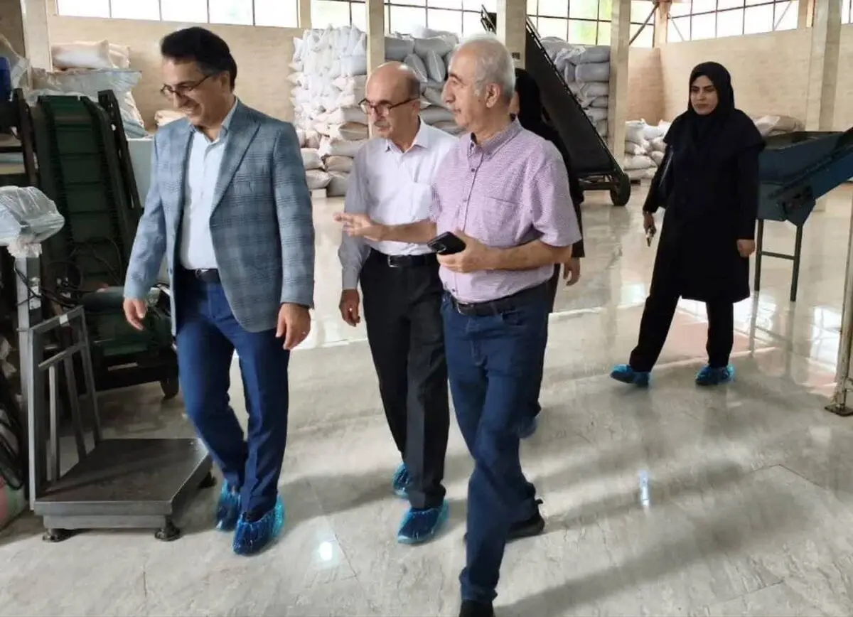 افزایش اعتبار و کیفیت چای تولیدی گیلان با استانداردسازی