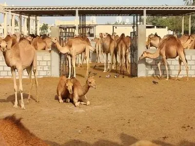 رتبه برتر شهرستان اردستان در پرورش شتر 