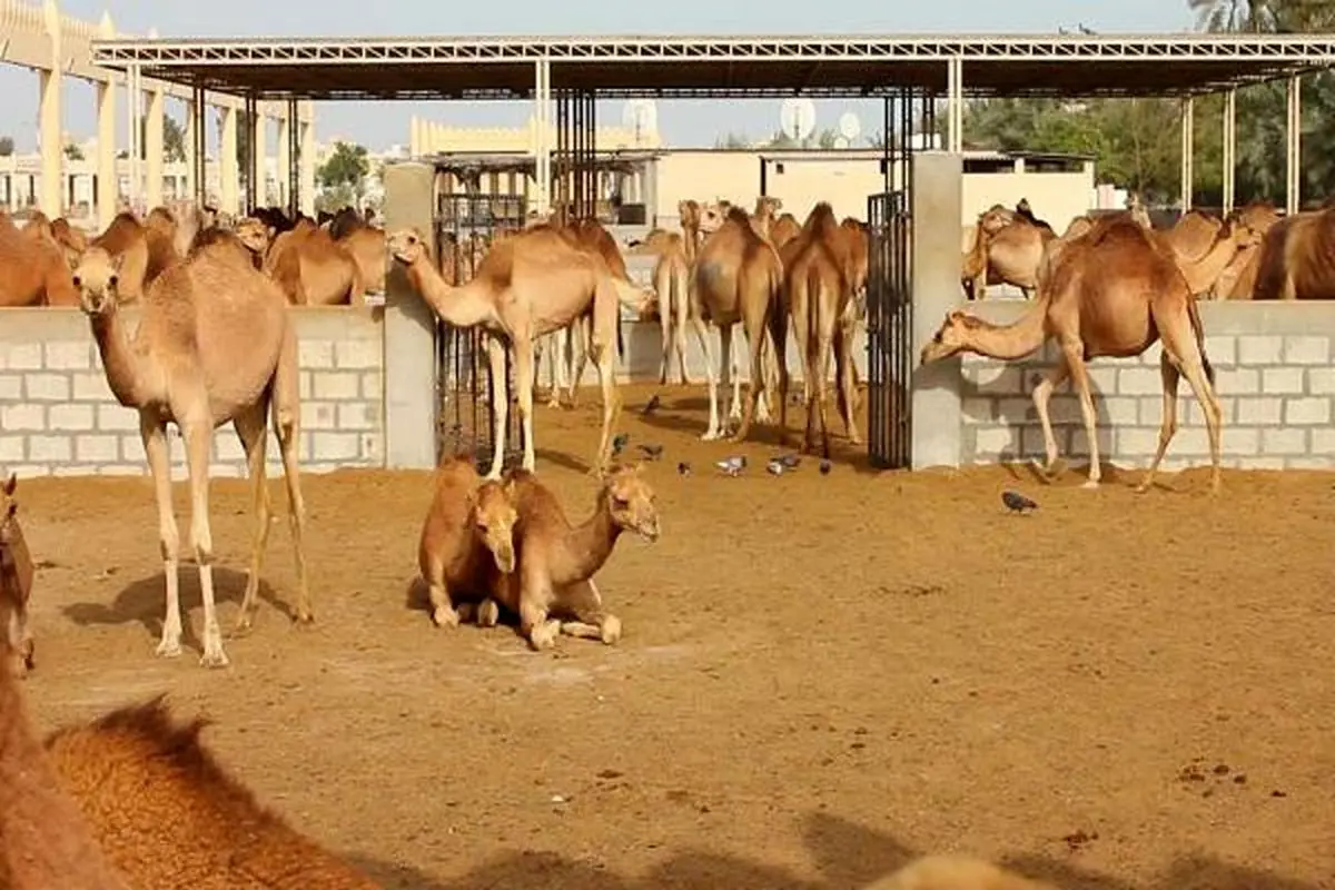 رتبه برتر شهرستان اردستان در پرورش شتر 