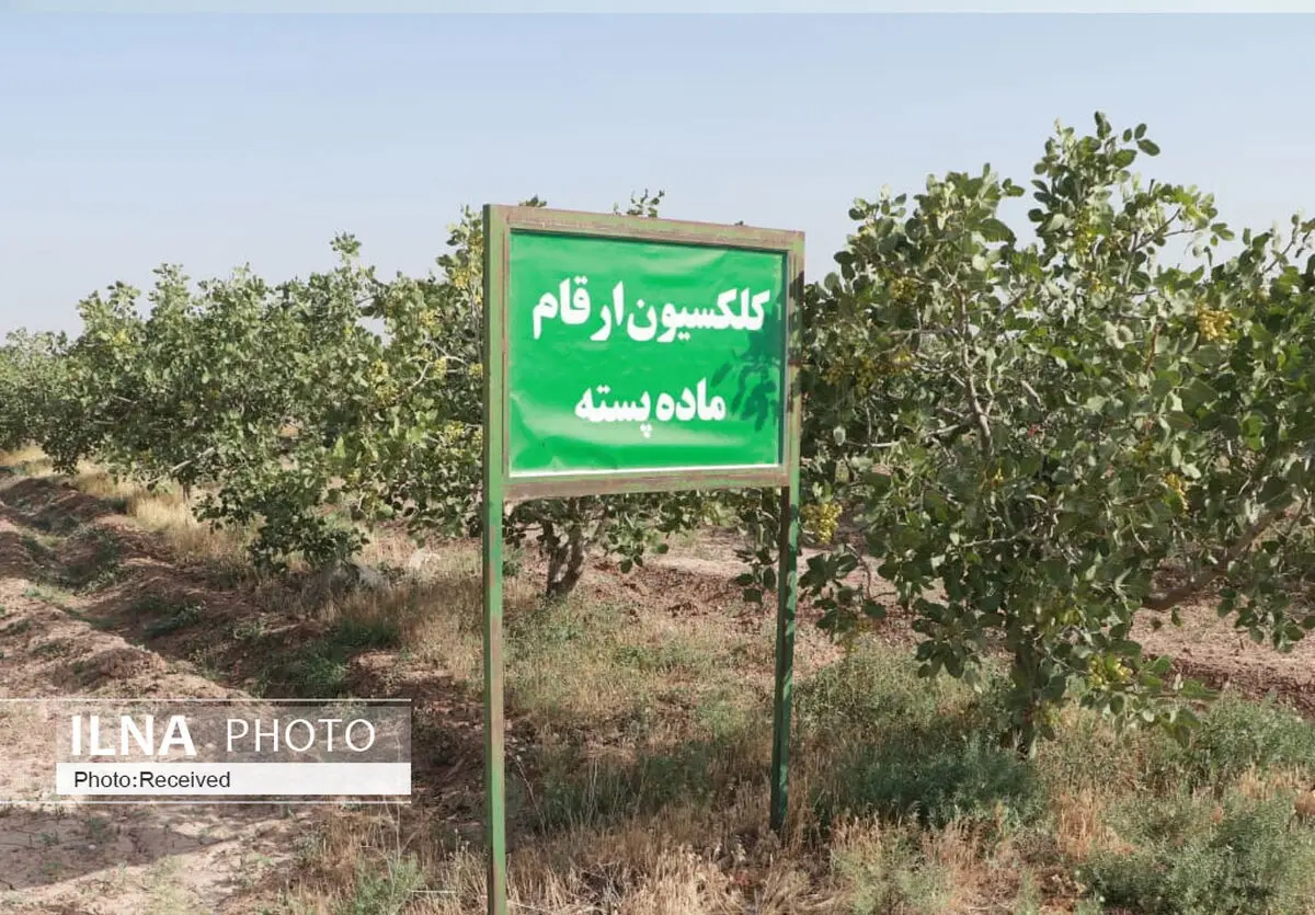 هشت مرکز تحقیقات پسته در کشور فعالیت دارند