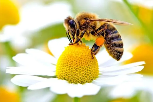 پیش‌بینی ایجاد ۴۷ زنجیره ارزش محصولات زنبور عسل در برنامه هفتم توسعه

