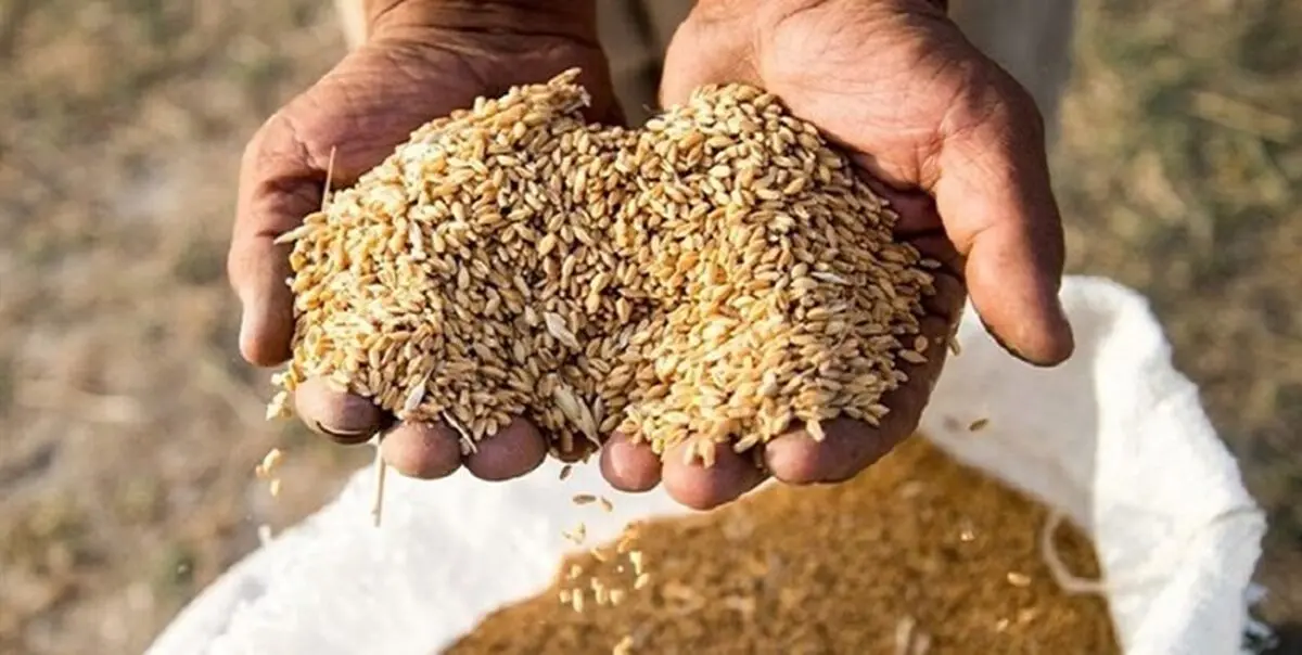 توزیع ۱۶ هزار تن بذر اصلاح شده بین روستائیان خراسان رضوی