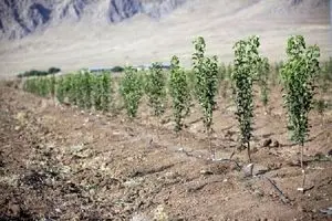 تولید بیش از ۱۰۰ میلیون اصله نهال در فاز دوم طرح کاشت یک میلیارد درخت