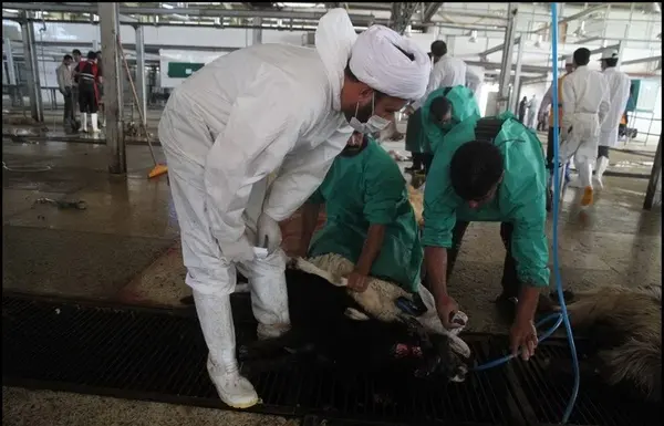 39 گروه در استان مرکزی ناظر ذبح دام در روز عید قربان هستند