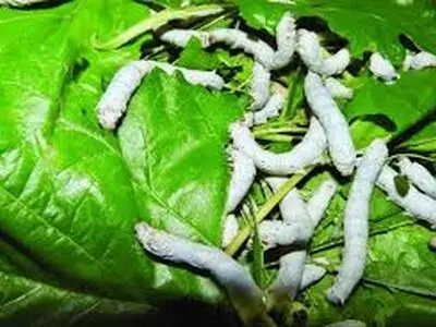 حمایت از صنعت نوغانداری و احیای آن 
