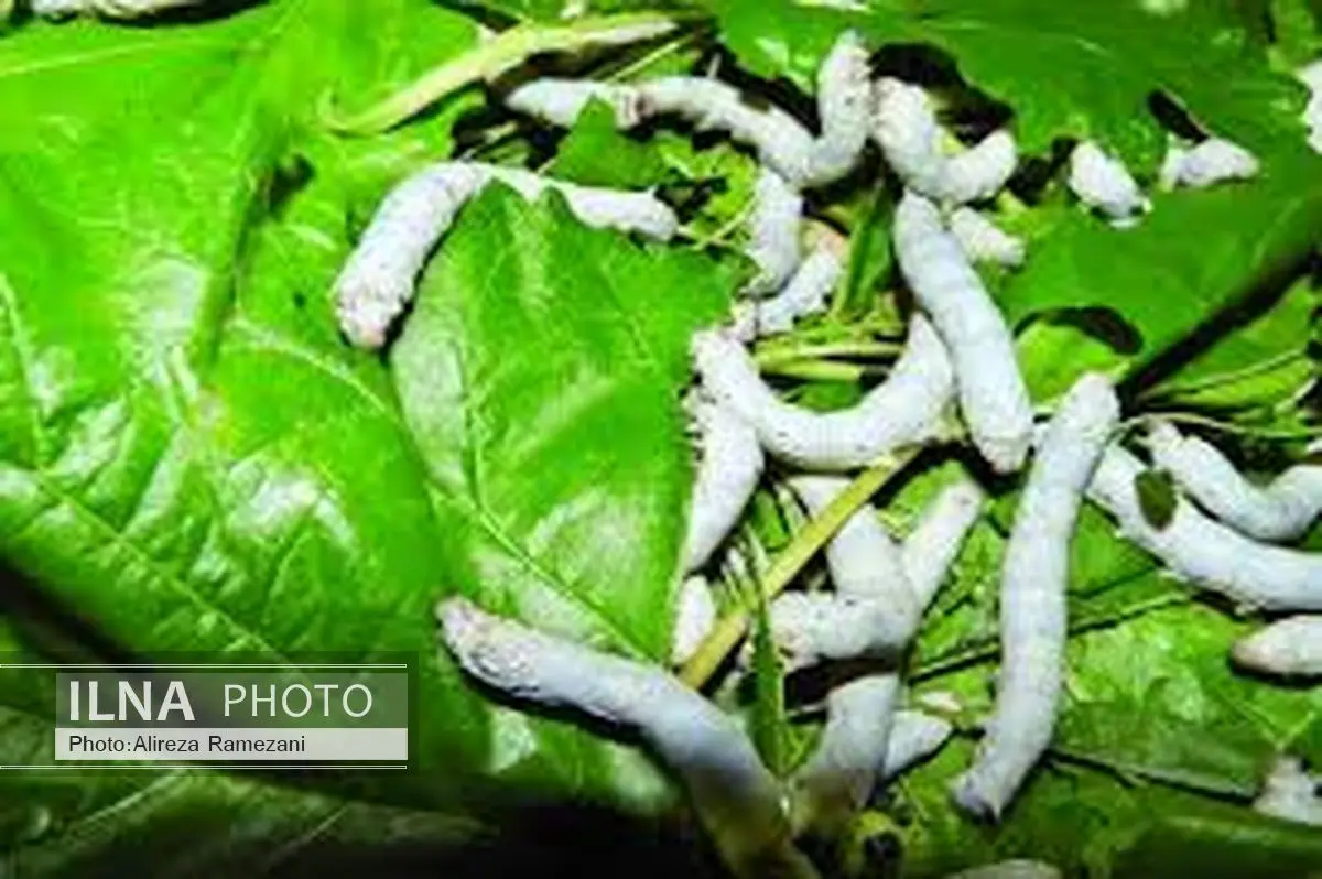 حمایت از صنعت نوغانداری و احیای آن