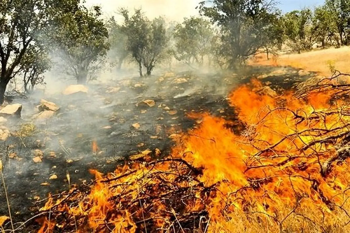 آتش سوزی عمدی عرصههای جنگلی افرادسودجو برای کاشت گیاهان ممنوعه