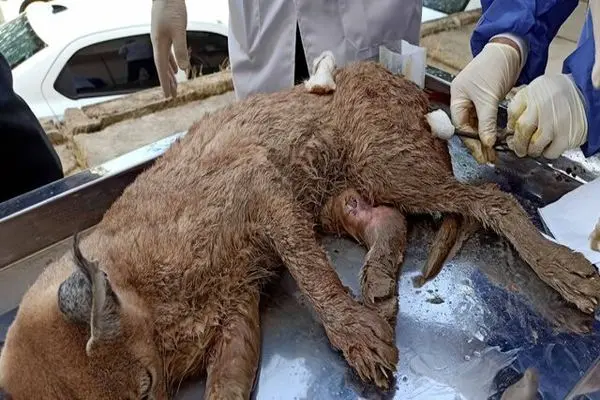 شکار کاراکال در منطقه حفاظت شده سیوک بویراحمد 