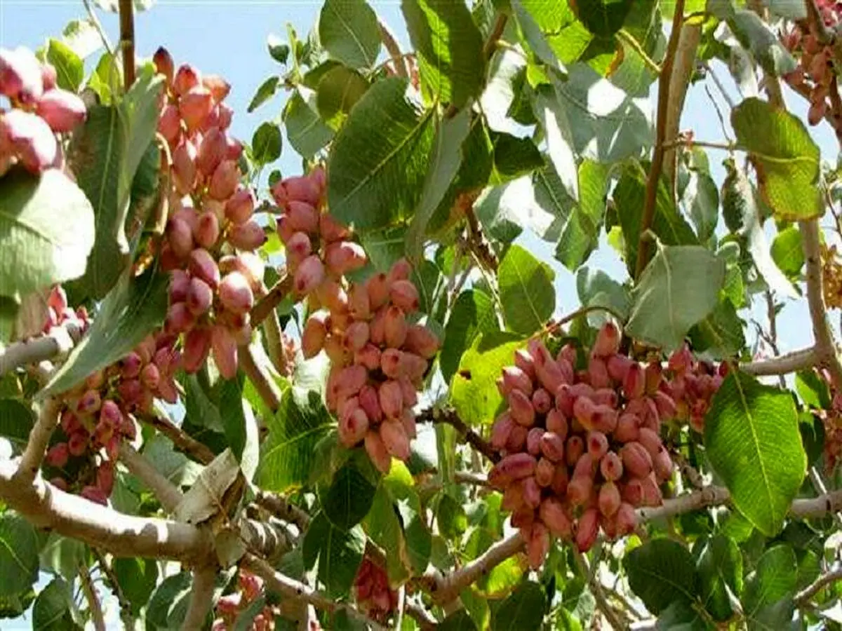 برداشت ۳۹ تن  پسته از باغات شهرستان گیلانغرب