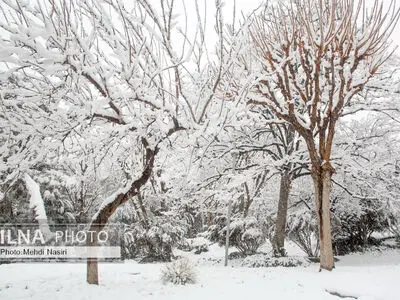 یک روش‌ جالب برای تکاندن برف و یخ از روی سیم‌های برق/ فیلم