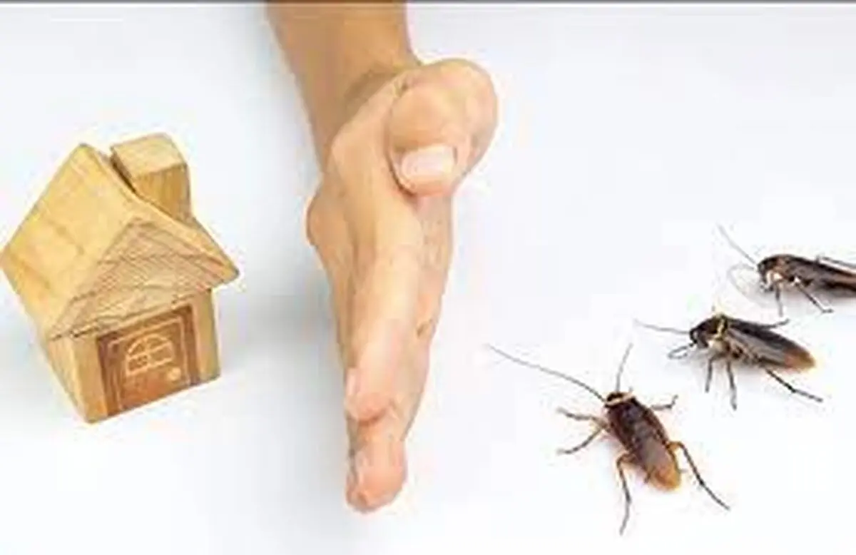 چه چیز سوسک ها را جذب می کند؟