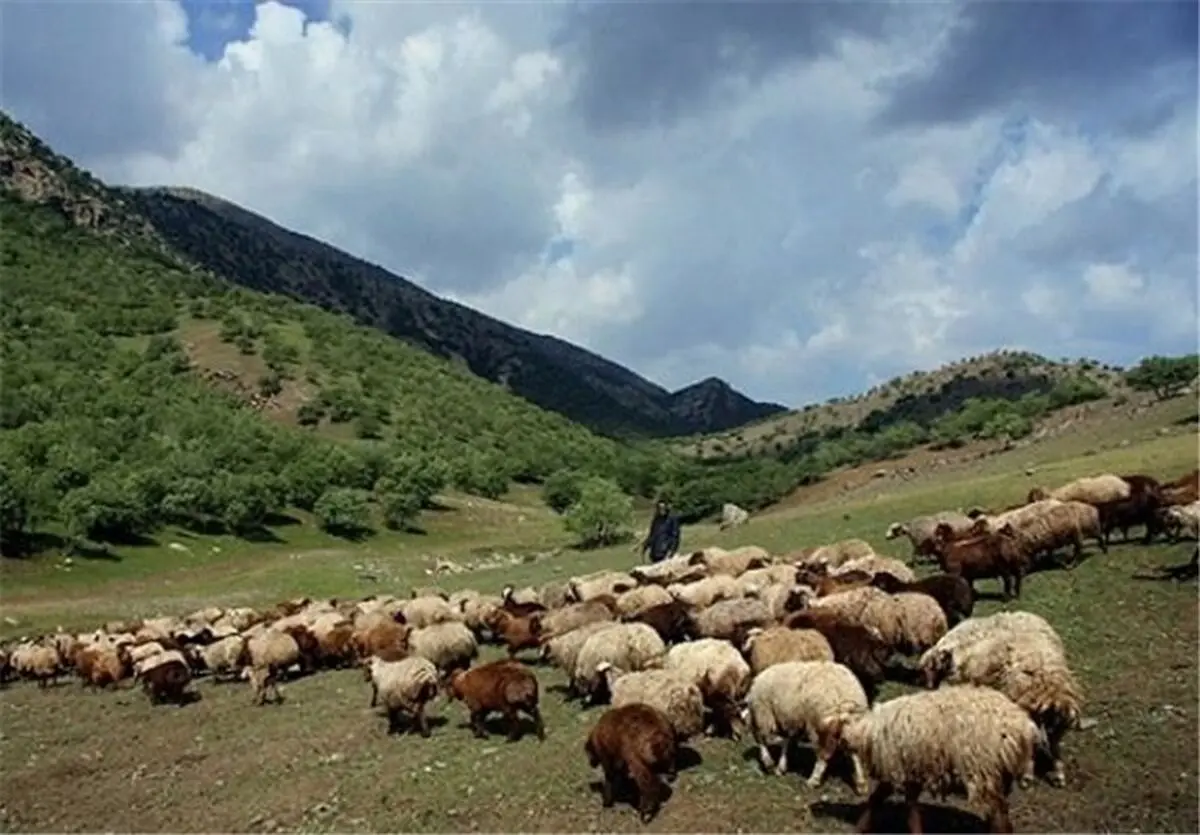 تعداد دام سبک کشور در خرداد ماه سال‌ جاری به ٦٤,٨ میلیون رأس رسید