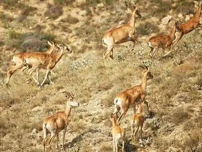 افزایش زیست آهو در پارک ملی بمو شیراز  