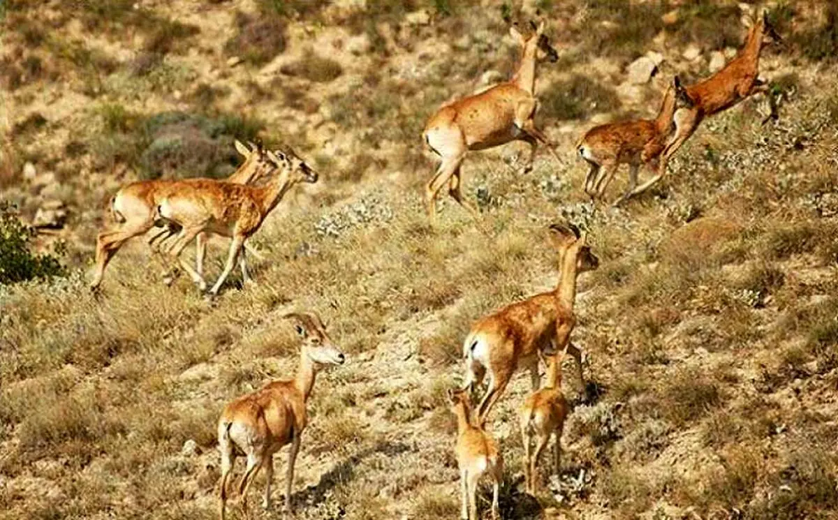 افزایش زیست آهو در پارک ملی بمو شیراز  