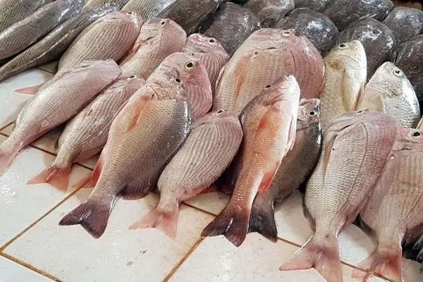 قیمت ماهی امروز دوشنبه ۱۰ اردیبهشت ۱۴۰۳ + جدول
