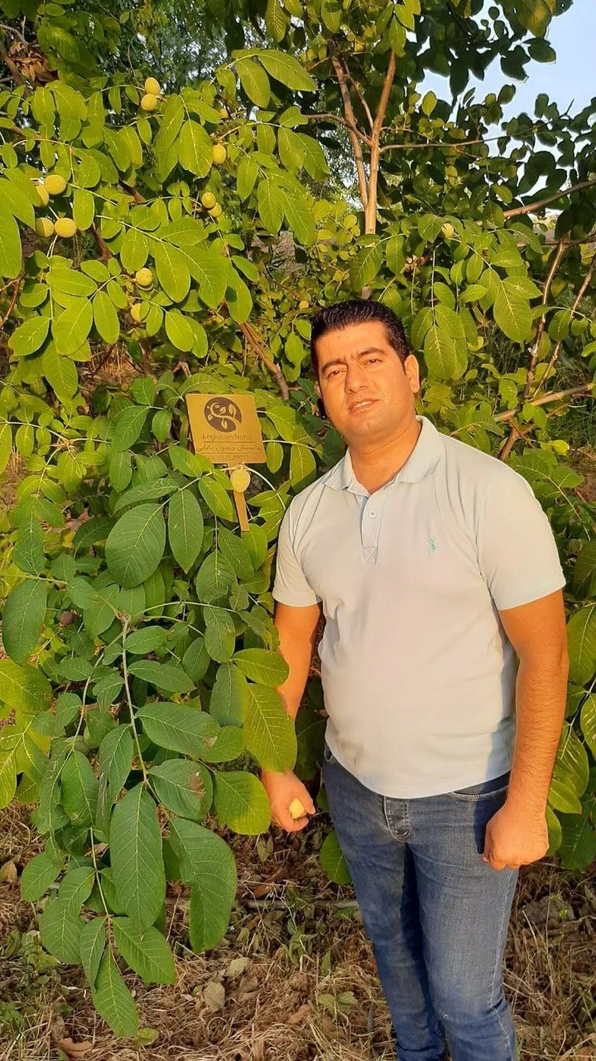 نهال گردو مناسب سال 1402 کدام است؟