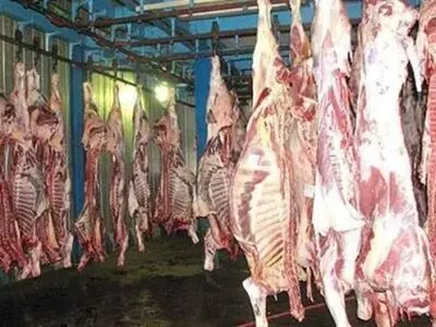 لزوم بستر سازی برای خودکفایی در تولید گوشت کشور