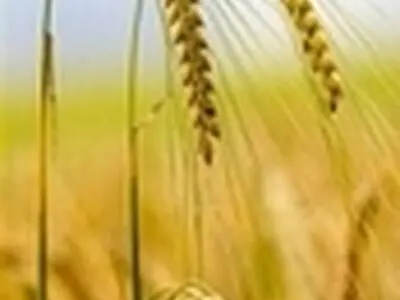 بیستمین اجلاس سالانه برنامه‌ریزی تحقیقات کشاورزی دیم کشوردر زنجان
