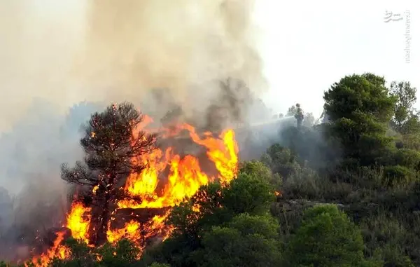 ۳ هکتار از جنگل های سردشت طعمه حریق شد / خسارت آتش سوزی به بخشی از باغات اطراف