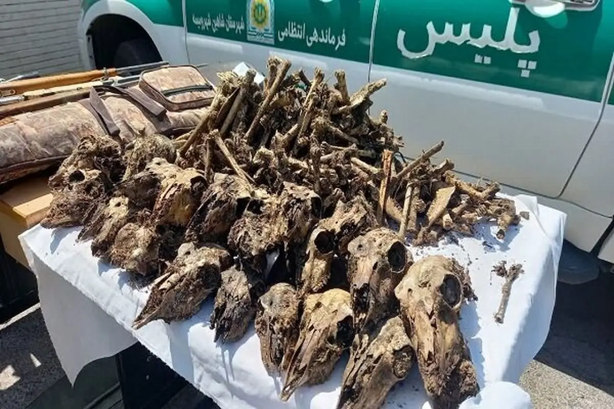  ۴۱ جمجمه آهو از چاه آب در شاهین‌شهر و میمه کشف شد