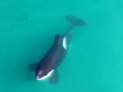 لحظه دیدنی شکار کوسه توسط نهنگ قاتل + فیلم