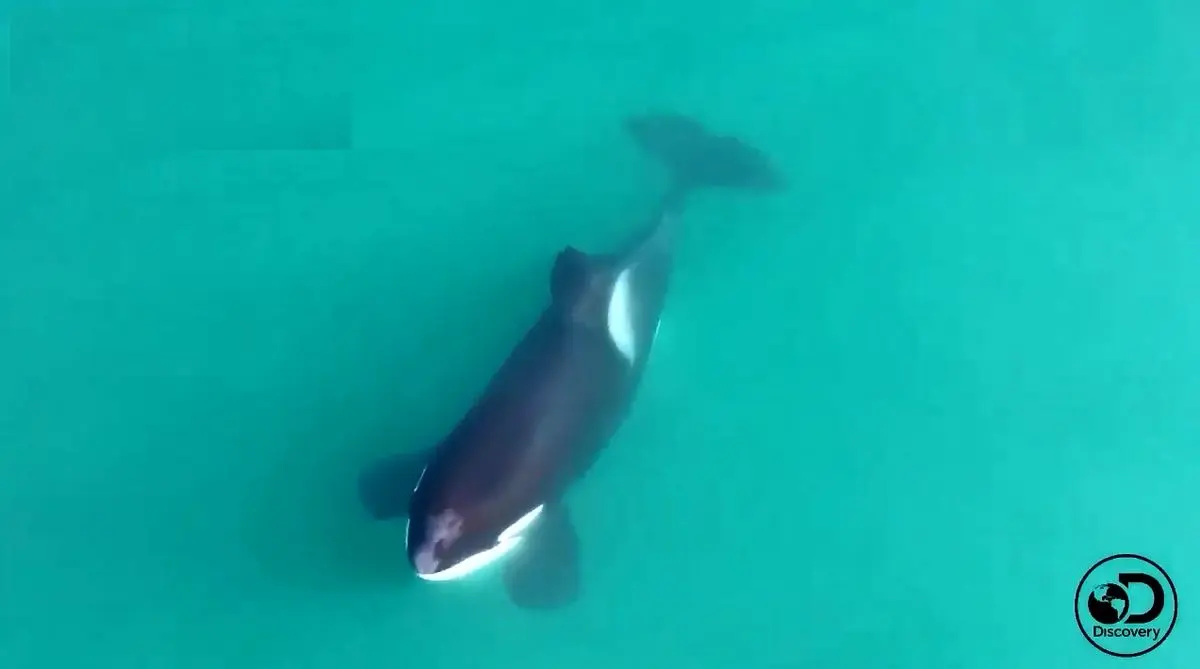 لحظه دیدنی شکار کوسه توسط نهنگ قاتل + فیلم