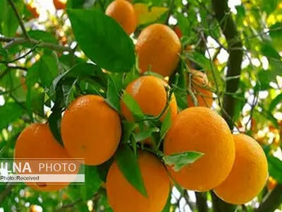 جنگ نابرابر با مگس مدیترانه‌ای/ باغداران در فکر ریشه‌کن کردن پرتقال‌ها و کاشتن برنج هستند