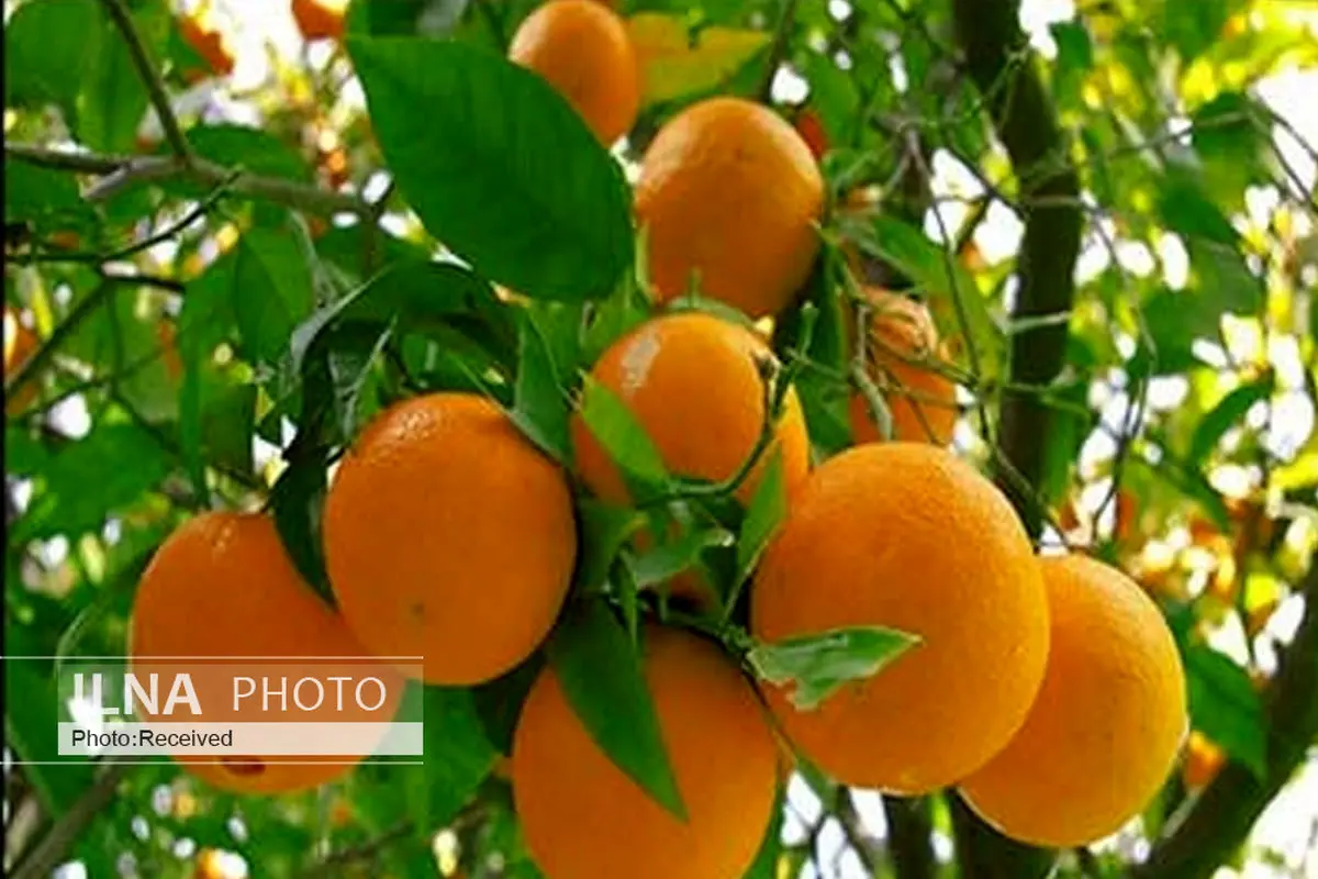 پرتقال و نارنگی استان از آفت مگس مدیترانه‌ای مصون مانده است