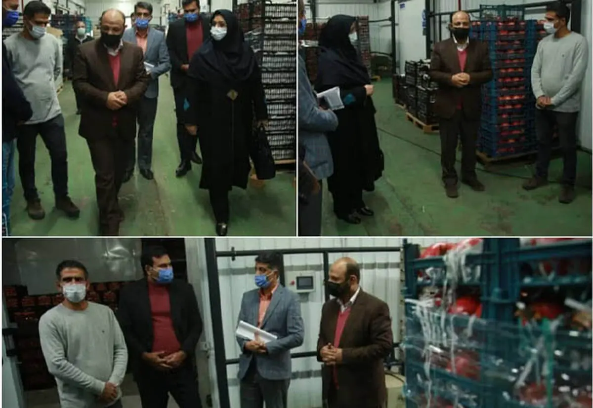 بازدید معاون امور تعاون از شرکت تعاونی کشت و صنعت